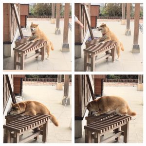 看板犬170331