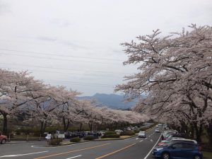 富士霊園170417-2