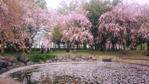 桜170425