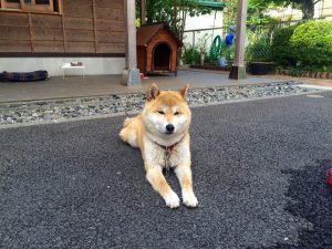 看板犬170523