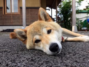 170703看板犬