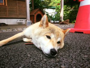 看板犬170710