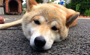 看板犬170706