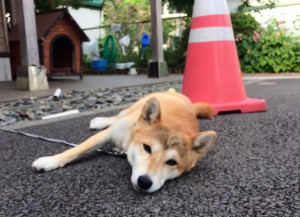 看板犬170828