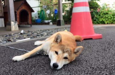 看板犬170828