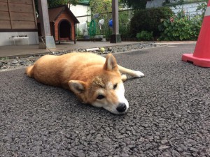 看板犬170824