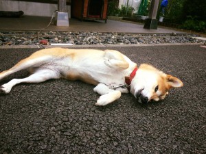 看板犬170821-01