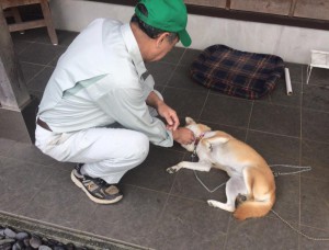 看板犬170911-01