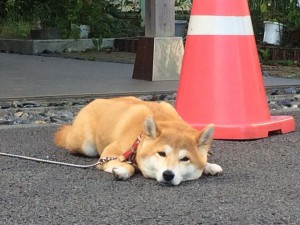 看板犬171003-01