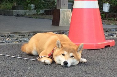 看板犬171003-01