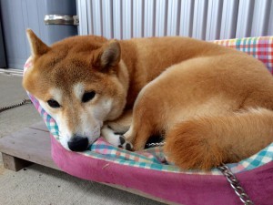 看板犬171020-02