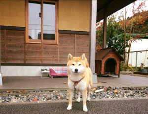 看板犬171120