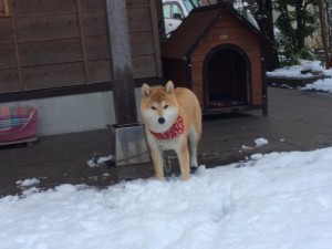 看板犬180123