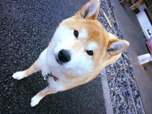 看板犬180207