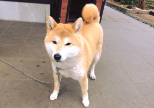 看板犬180216