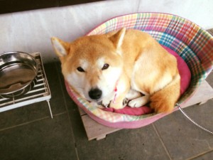 看板犬180308