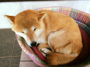 看板犬180320