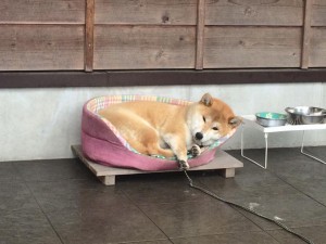 看板犬180305