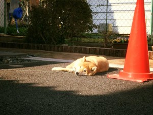 180326看板犬