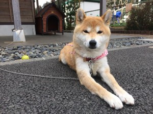 看板犬180316-01