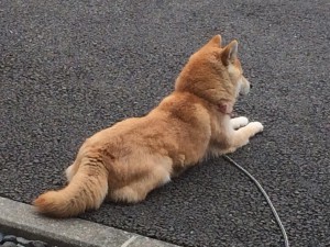 看板犬180316-02