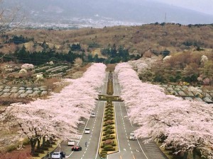 富士霊園180405-01