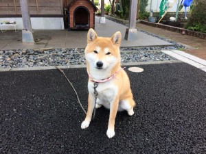 看板犬180412