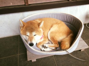 看板犬180418-02
