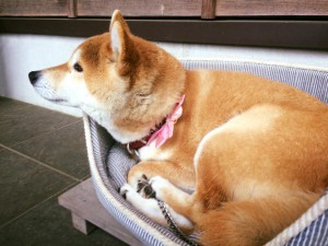 看板犬180418-01