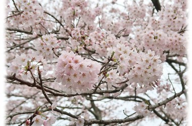 桜180404