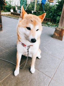 看板犬180612-01