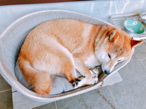 看板犬180621-01