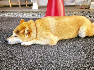 看板犬180625-02