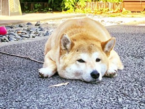 看板犬180625-01