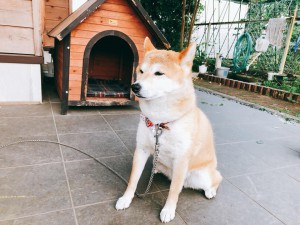 看板犬180612-02