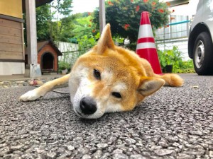 看板犬180711