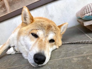 看板犬180725-02