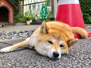 看板犬180704-2