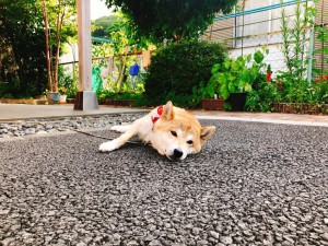 看板犬180731