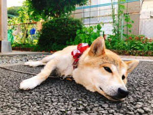 看板犬180731-02