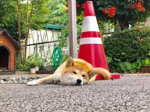 看板犬180704