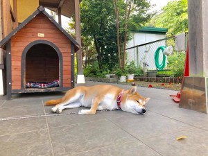 看板犬180830