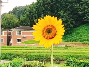 ひまわり180801