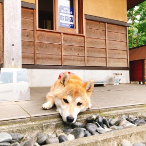 看板犬180807-02