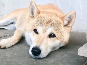 看板犬180803