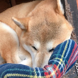 看板犬180920