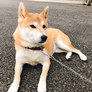 看板犬180904