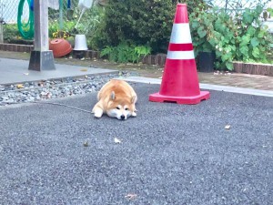 看板犬181015-03