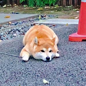 看板犬181015-02