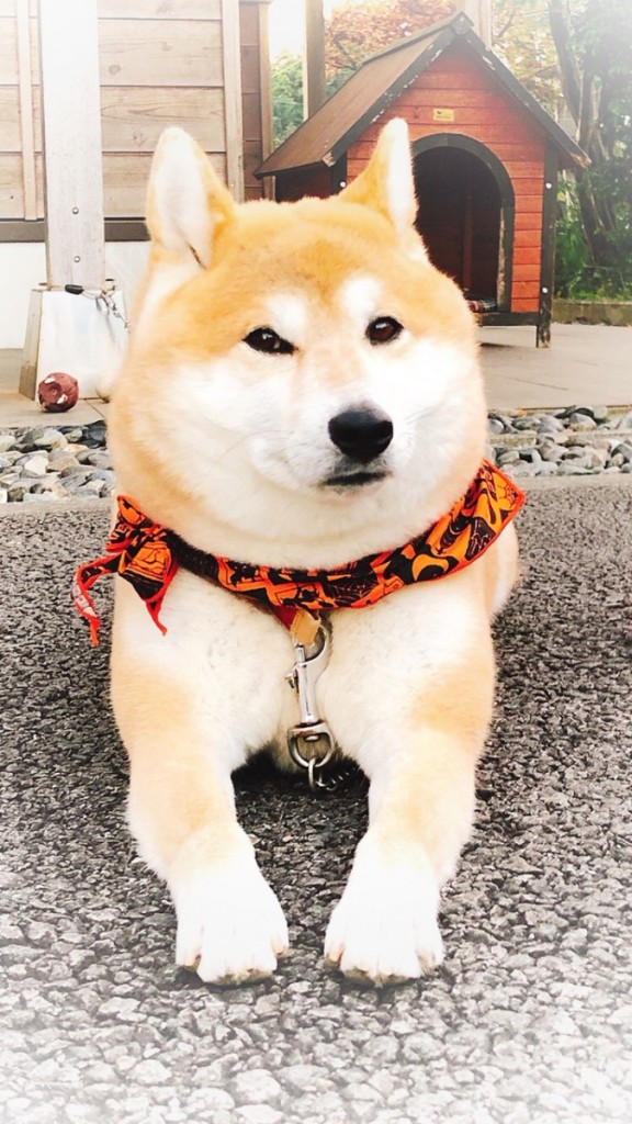 看板犬